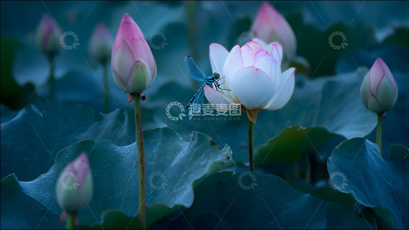 高清大图下载【趣麦麦图】一朵美丽绽放的荷花8