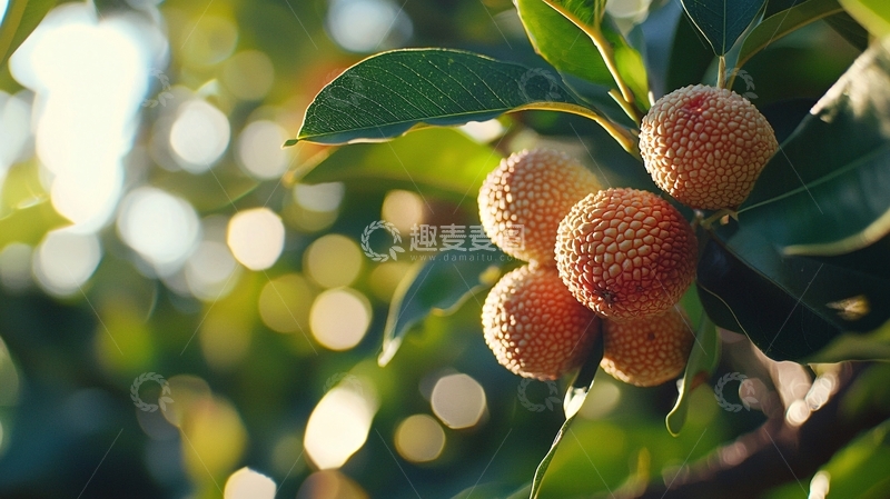 高清大图下载【趣麦麦图】杨梅特写阳光