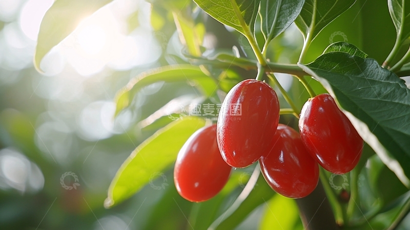 高清大图下载【趣麦麦图】红艳欲滴的果实