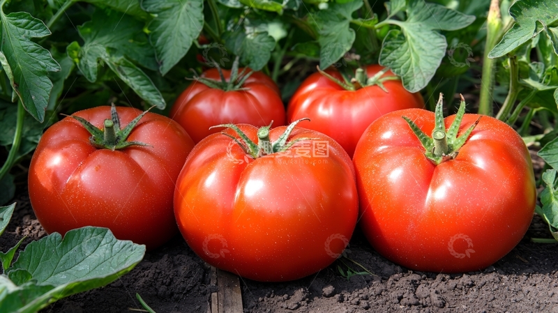 高清大图下载【趣麦麦图】新鲜多汁的红番茄