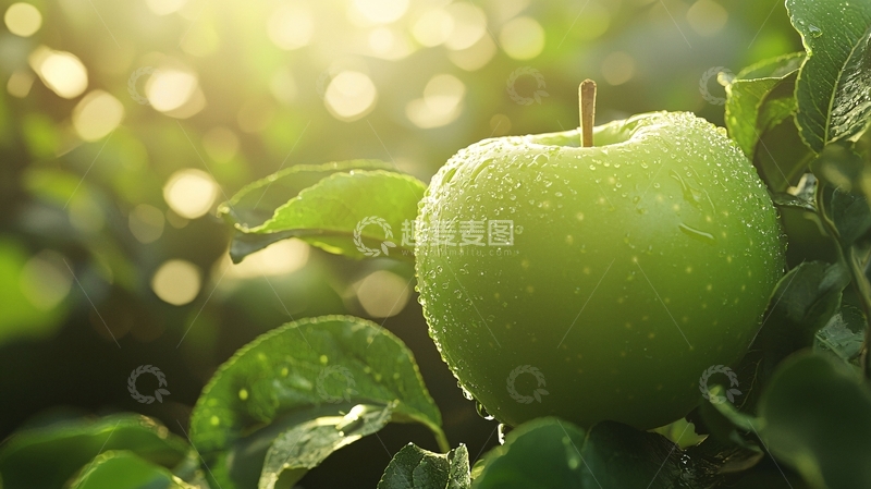 高清大图下载【趣麦麦图】青苹果树叶高清图片
