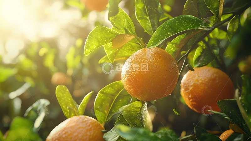 高清大图下载【趣麦麦图】阳光下的橘子树