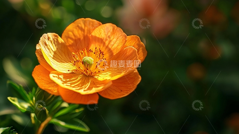 高清大图下载【趣麦麦图】鲜艳的橙色花朵