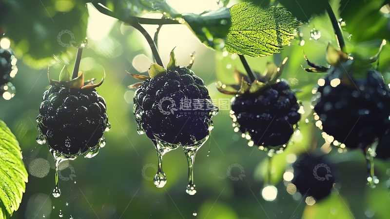 高清大图下载【趣麦麦图】黑莓高清图片