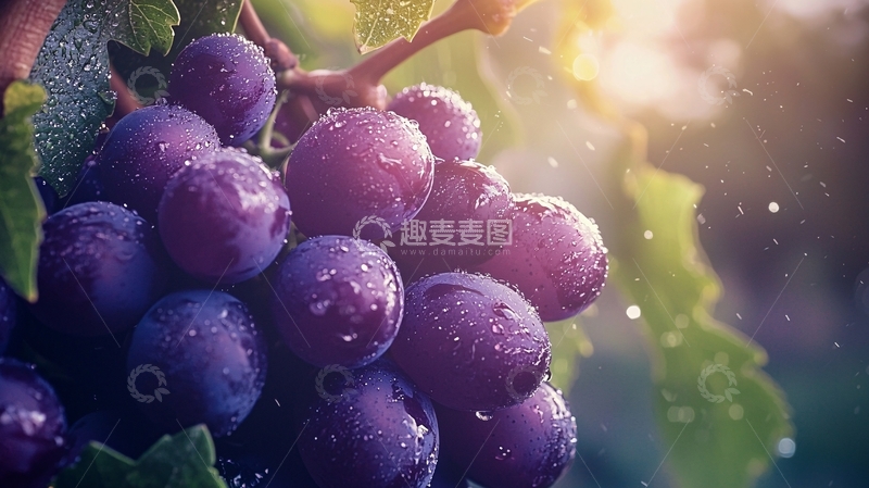 高清大图下载【趣麦麦图】紫色的葡萄带着水珠特写
