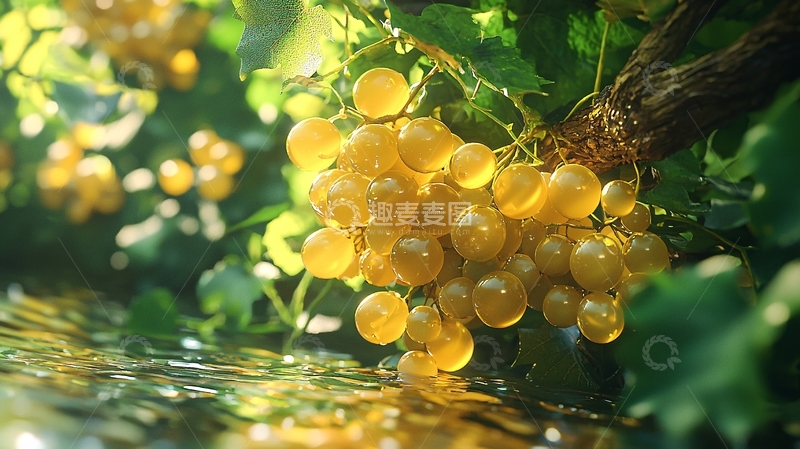 高清大图下载【趣麦麦图】阳光下晶莹剔透的白葡萄