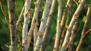 树枝特写高清图片