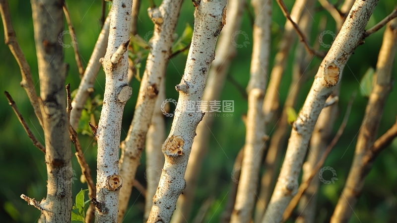 高清大图下载【趣麦麦图】树枝特写高清图片