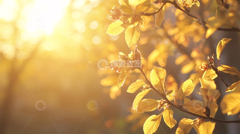 高清大图下载【趣麦麦图】金色阳光下的树叶