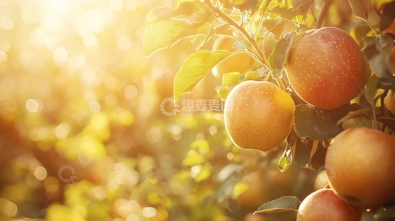 高清大图下载【趣麦麦图】阳光下的苹果树