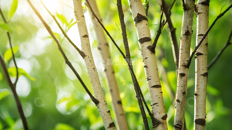 高清大图下载【趣麦麦图】阳光下的白桦树林