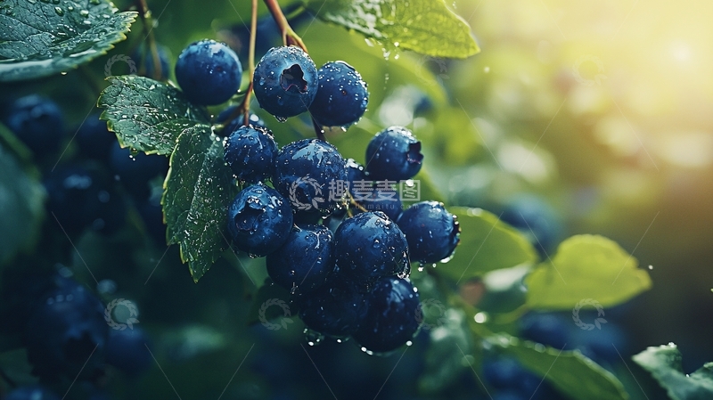 高清大图下载【趣麦麦图】蓝莓簇叶子上沾着水珠