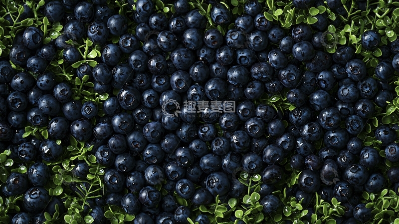 高清大图下载【趣麦麦图】大量深蓝色蓝莓