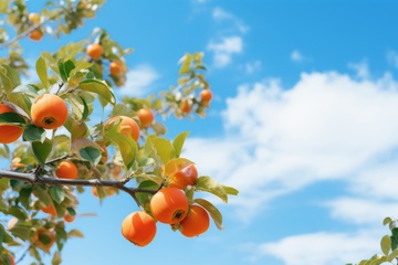 蓝天白云下的柿子枝