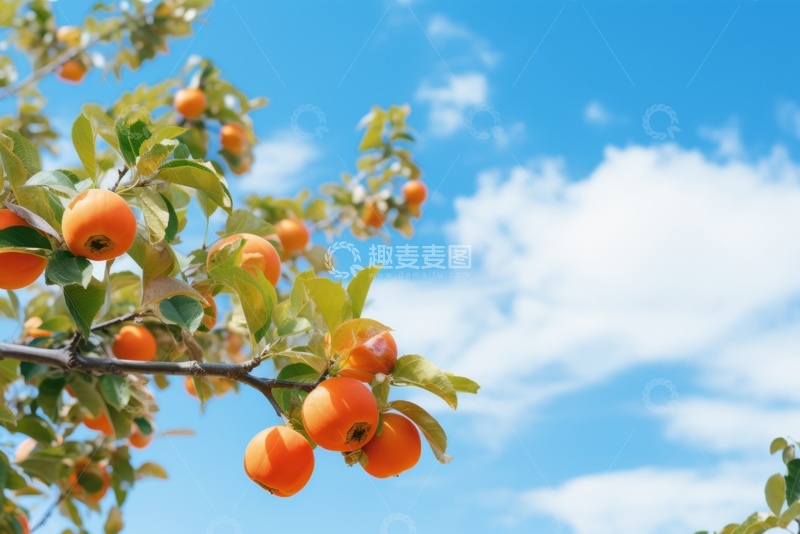 高清大图下载【趣麦麦图】蓝天白云下的柿子枝