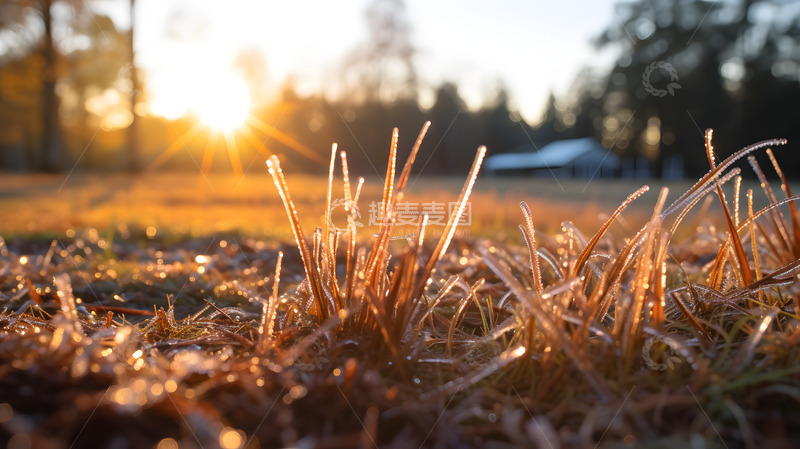 高清大图下载【趣麦麦图】冬日结晶的小草3