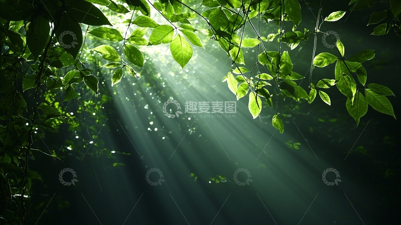 高清大图下载【趣麦麦图】绿叶缝隙阳光洒落