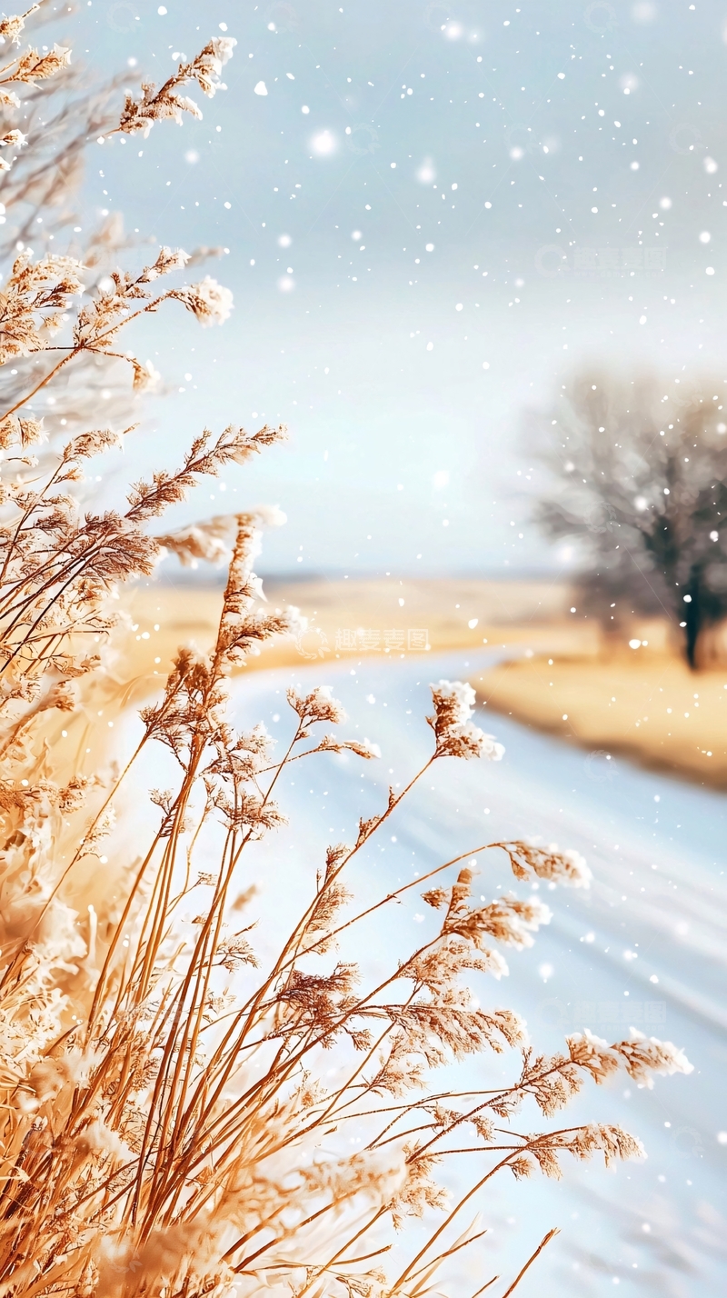 高清大图下载【趣麦麦图】雪地里的金色麦穗