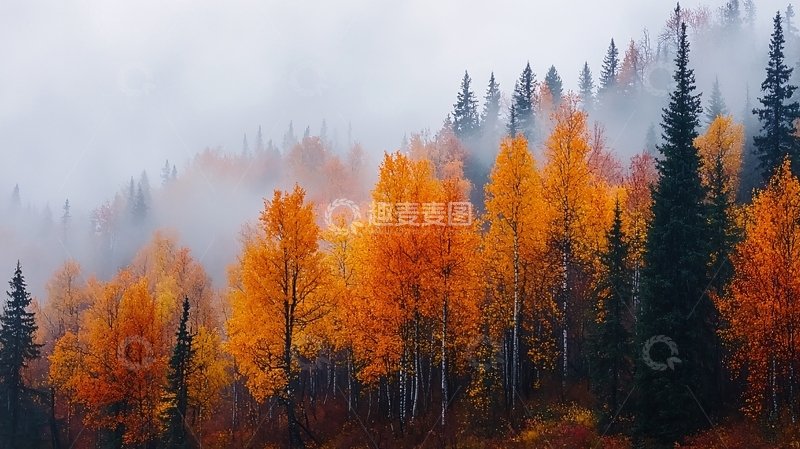 高清大图下载【趣麦麦图】秋日森林雾气缭绕