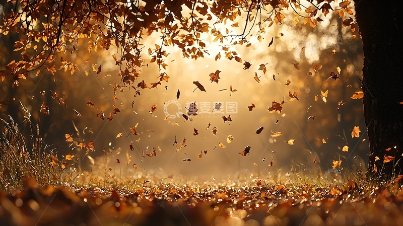高清大图下载【趣麦麦图】秋天落叶纷飞的场景