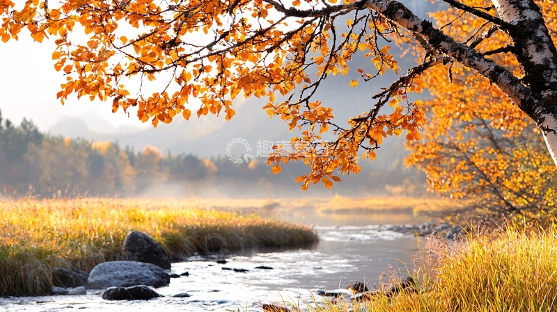 高清大图下载【趣麦麦图】秋日金色河流森林美景