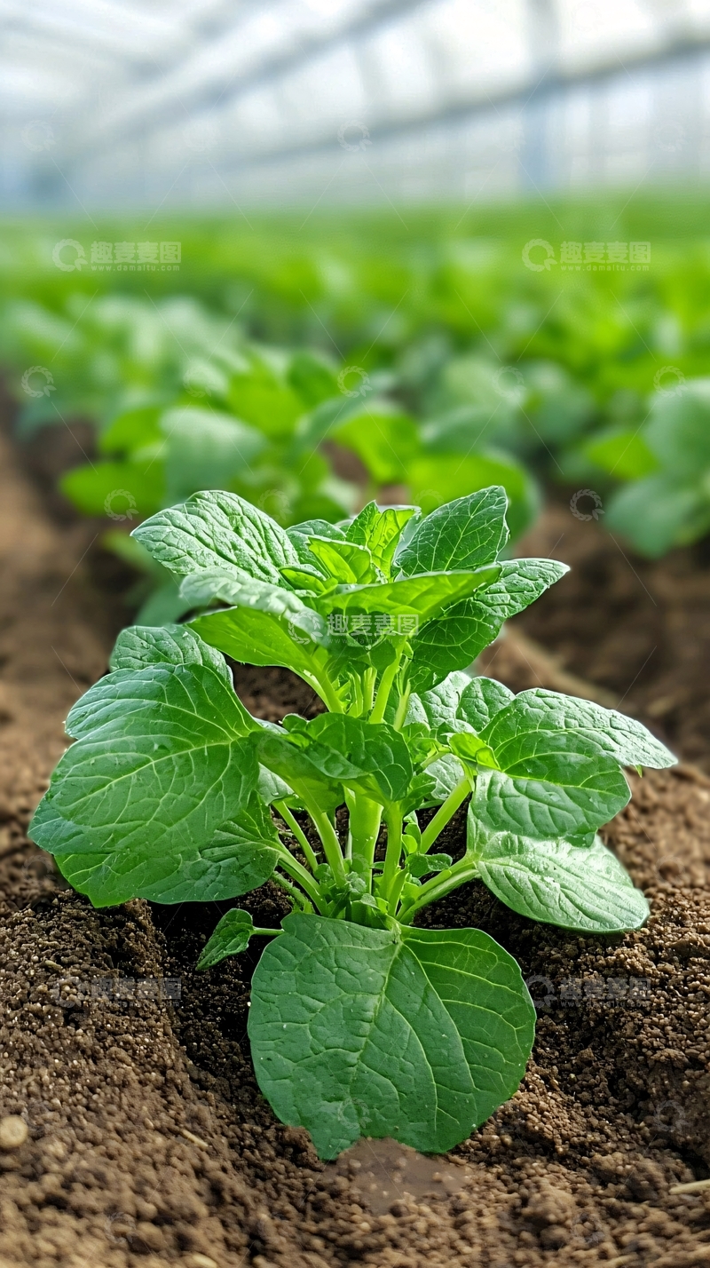 高清大图下载【趣麦麦图】温室里生机勃勃的幼苗