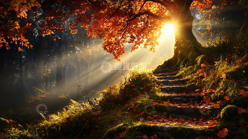 高清大图下载【趣麦麦图】秋日阳光下的石阶小路