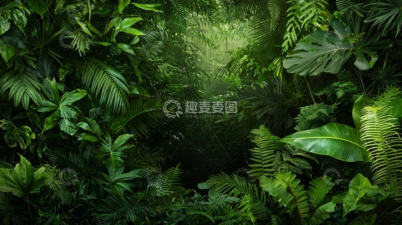 高清大图下载【趣麦麦图】茂密的热带雨林景观