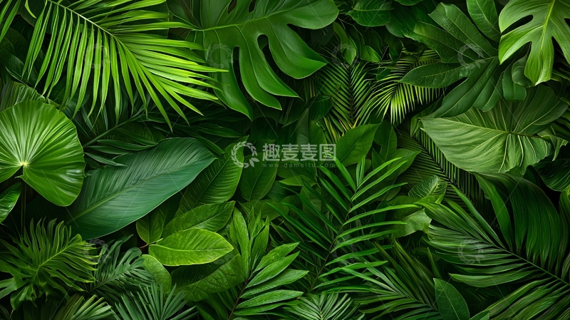 高清大图下载【趣麦麦图】绿色热带植物叶子背景