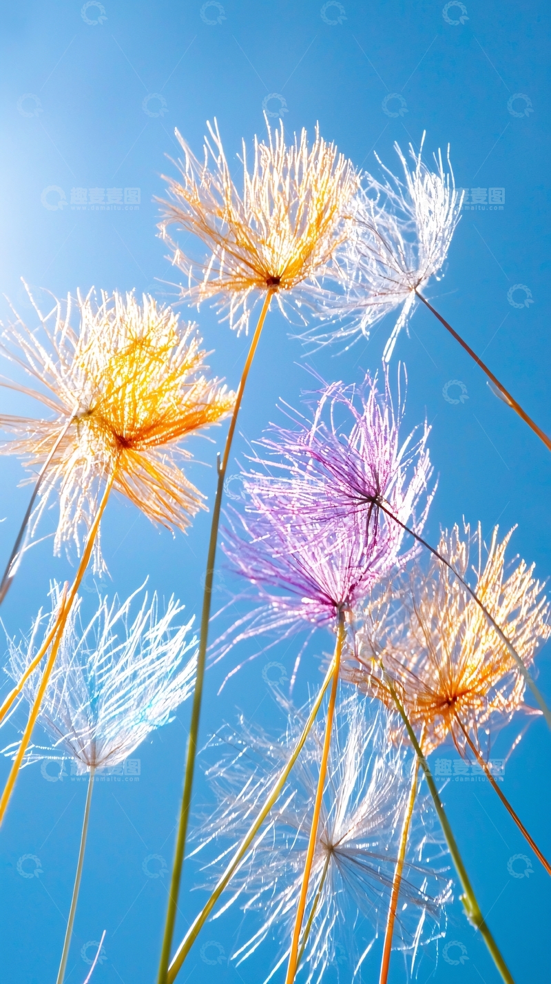 高清大图下载【趣麦麦图】蓝色天空下的彩色蒲公英