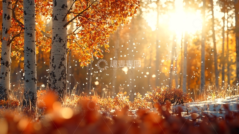 高清大图下载【趣麦麦图】秋日阳光下的白桦林