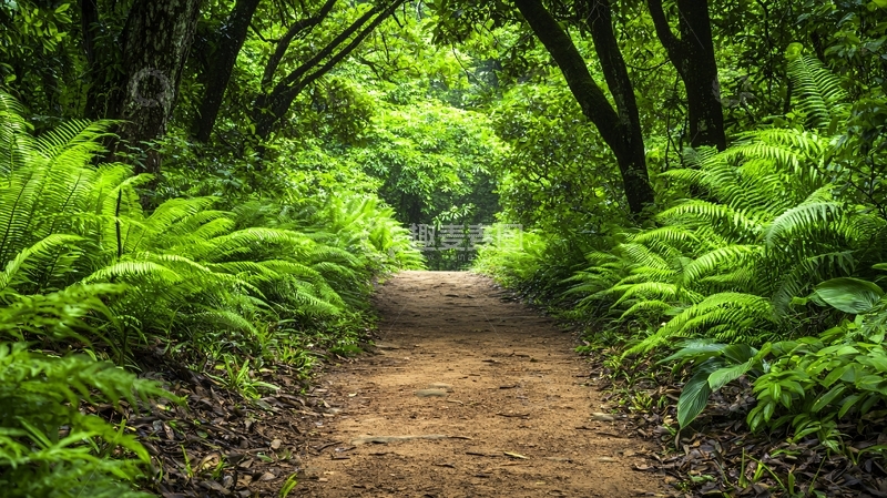 高清大图下载【趣麦麦图】绿意盎然的森林小路