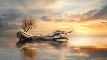 水面漂浮枯木夕阳