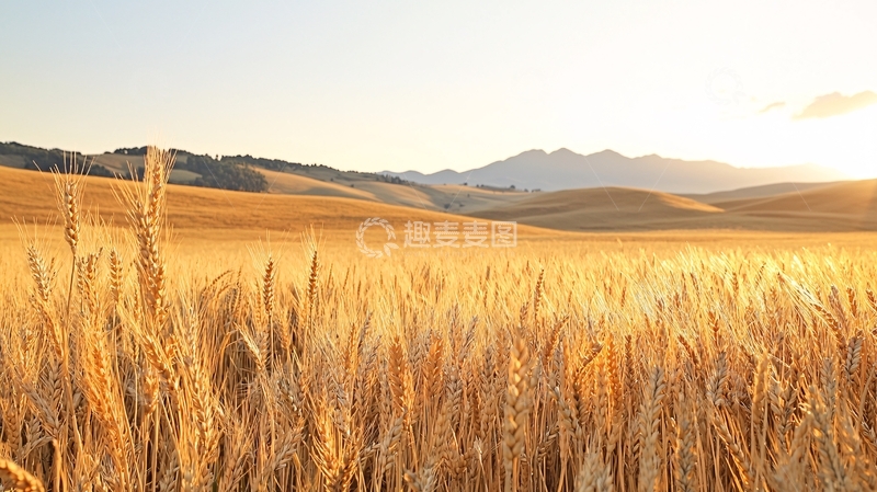 高清大图下载【趣麦麦图】金色麦田高清图片