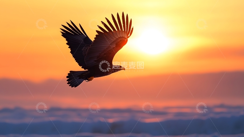 高清大图下载【趣麦麦图】飞鹰夕阳山野自然图