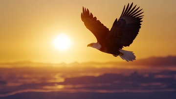 夕阳飞鹰高空翱翔图