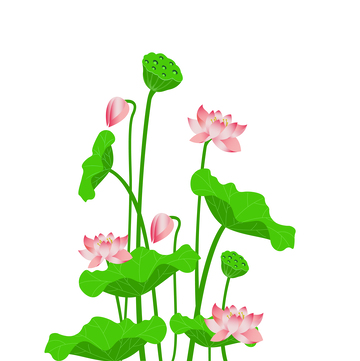 立夏荷花小清新元素