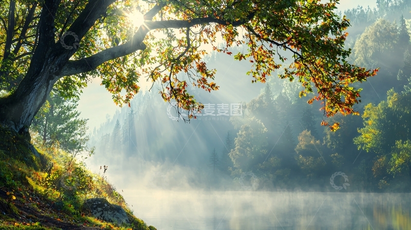 高清大图下载【趣麦麦图】阳光穿过森林湖面