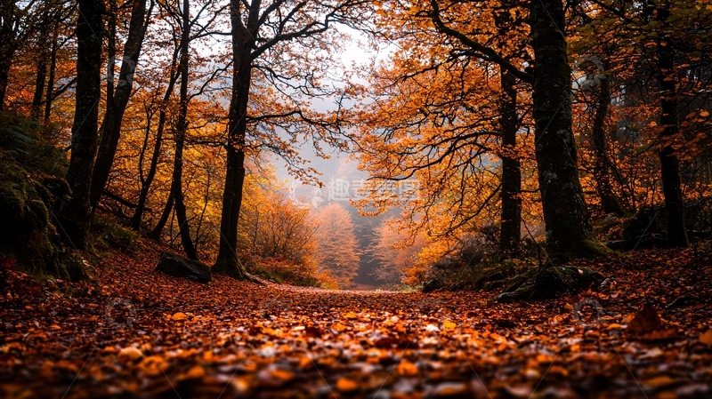 高清大图下载【趣麦麦图】秋季森林落叶小径