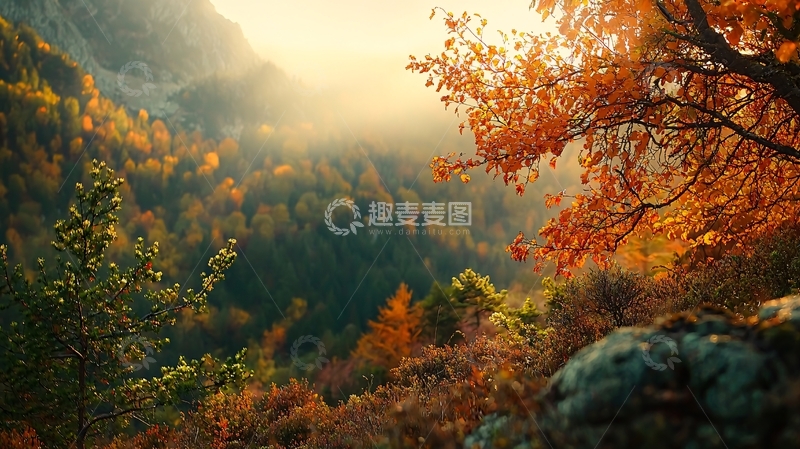 高清大图下载【趣麦麦图】秋日森林阳光倾泻