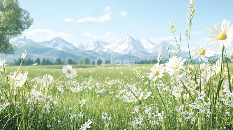 高清大图下载【趣麦麦图】绿草地上的白色花朵