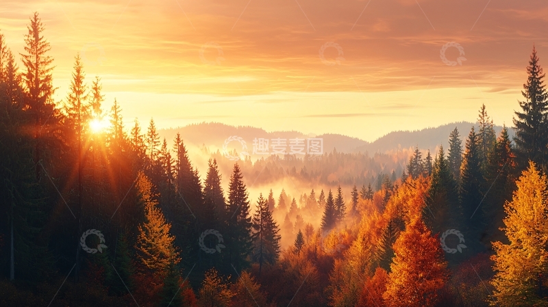 高清大图下载【趣麦麦图】森林日出高清图片