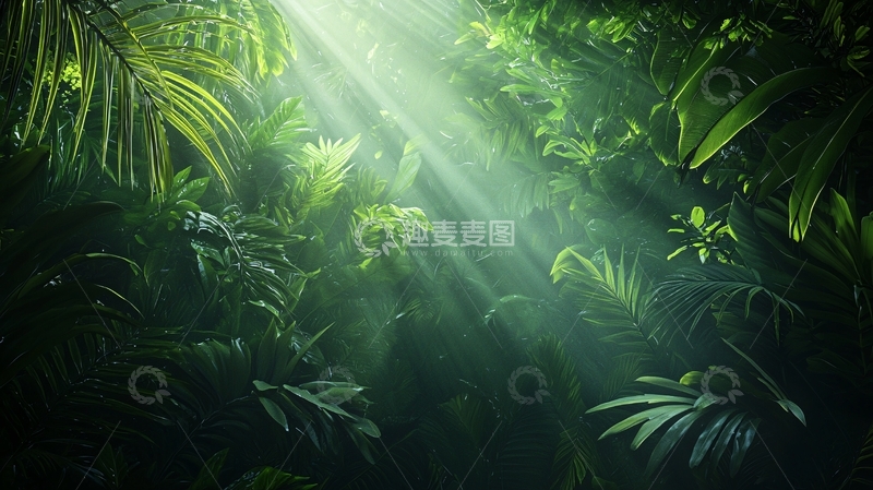 高清大图下载【趣麦麦图】阳光穿透茂密森林