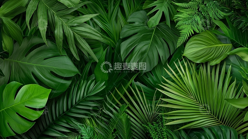 高清大图下载【趣麦麦图】茂盛的绿色植物