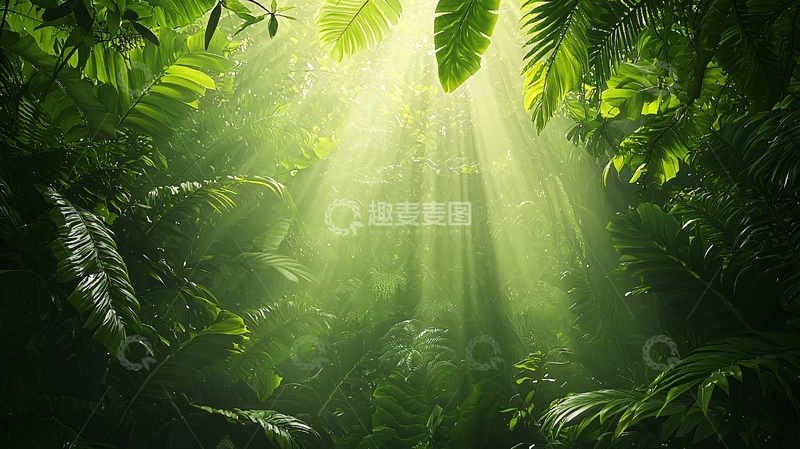 高清大图下载【趣麦麦图】茂密森林阳光穿透