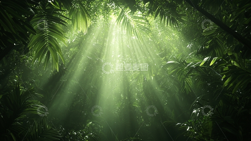 高清大图下载【趣麦麦图】阳光穿透树叶