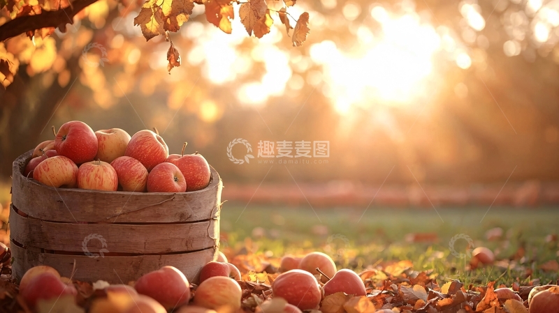 高清大图下载【趣麦麦图】秋日果实丰收的喜悦