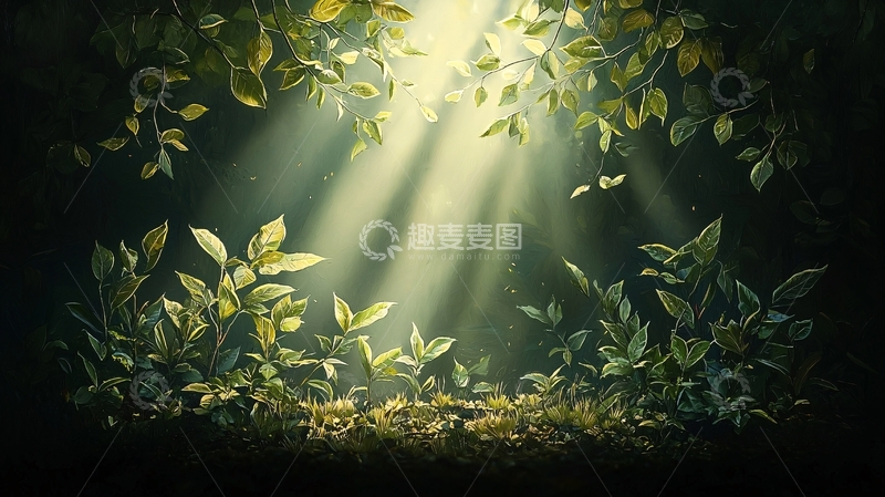 高清大图下载【趣麦麦图】阳光穿透树叶的森林