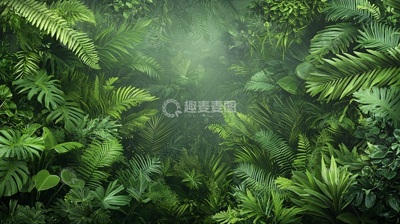 高清大图下载【趣麦麦图】茂密的热带雨林背景