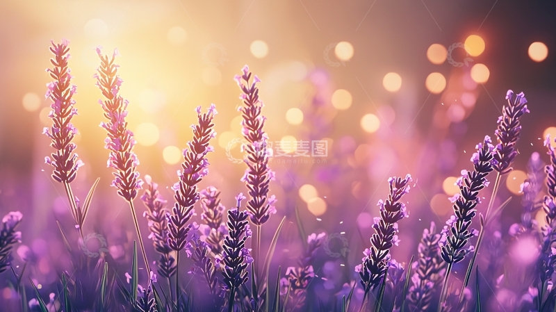 高清大图下载【趣麦麦图】紫色薰衣草田